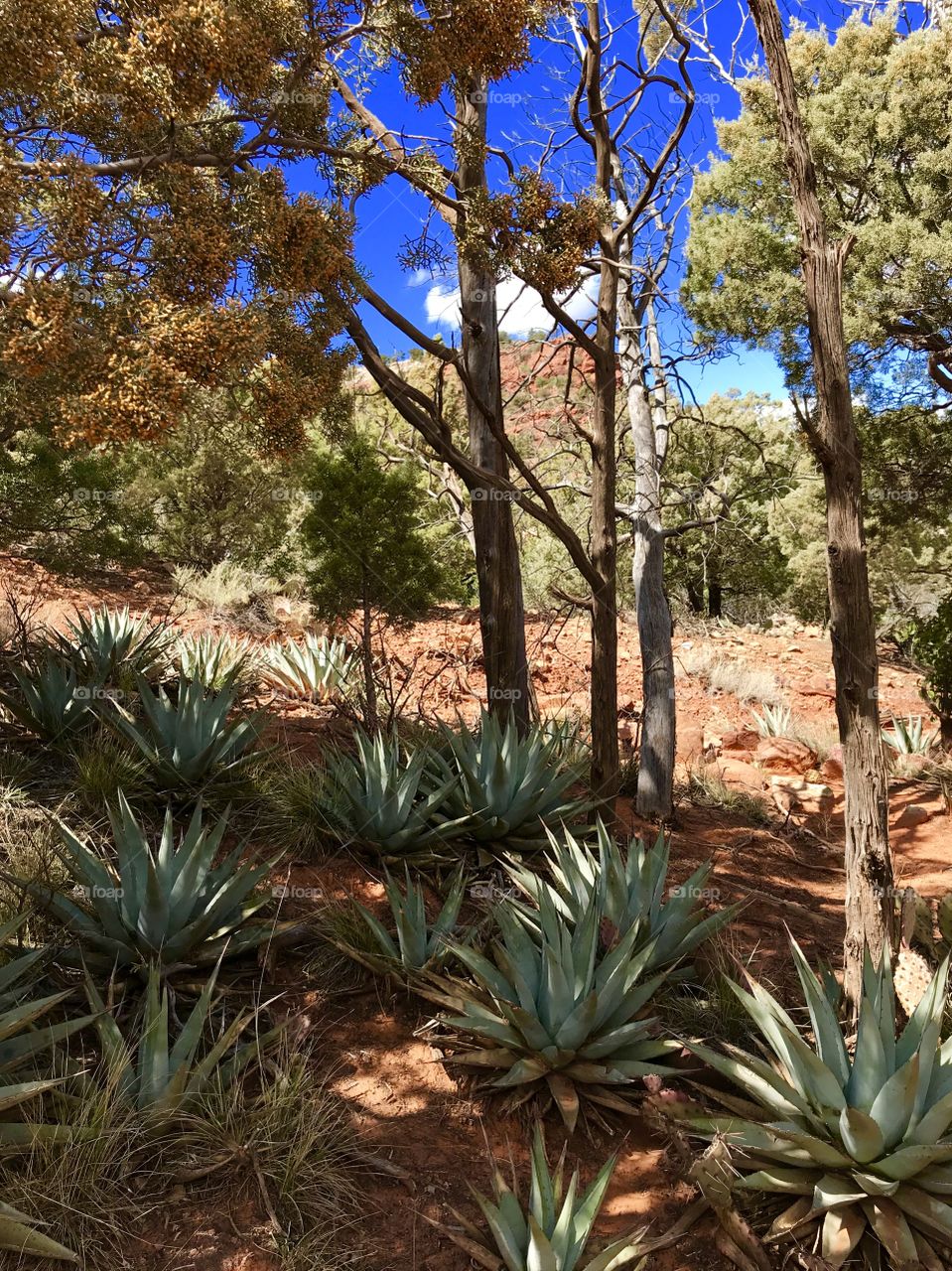 Cactus in forest