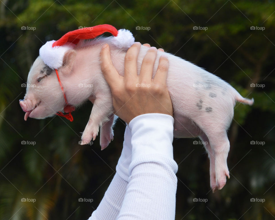 Portrait of a cute little pig on hands