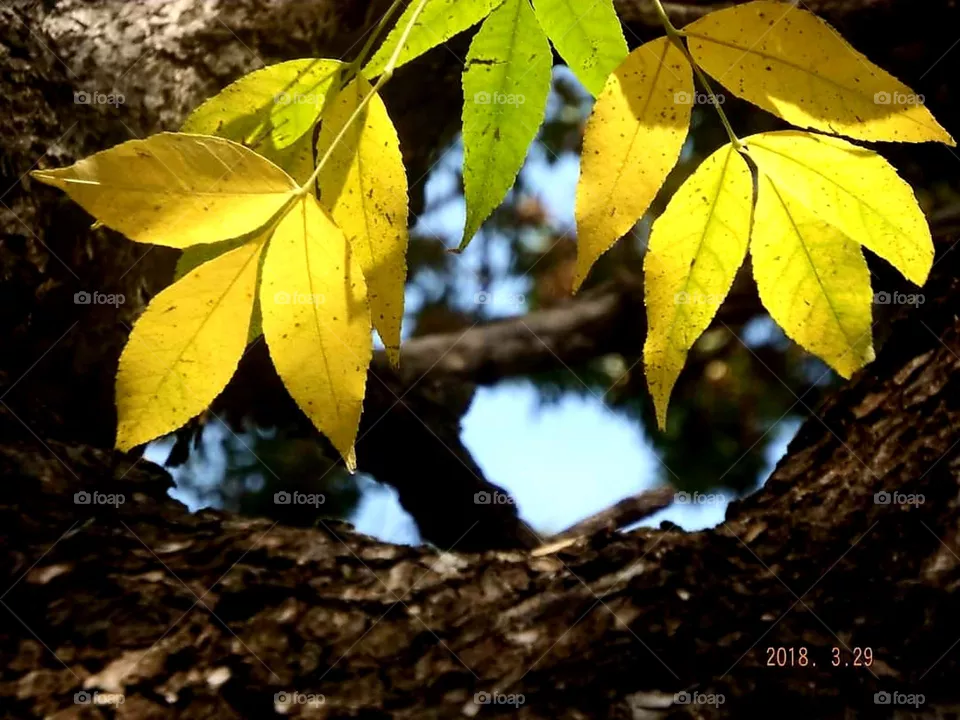 tree