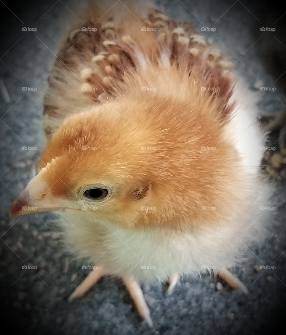 Little Chick