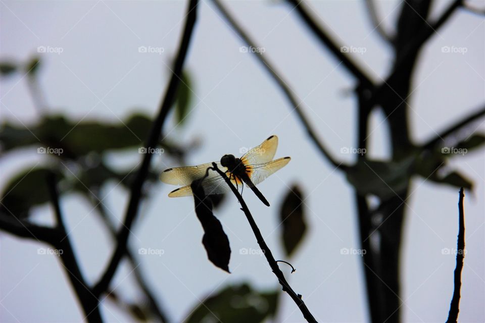 Dragonfly 