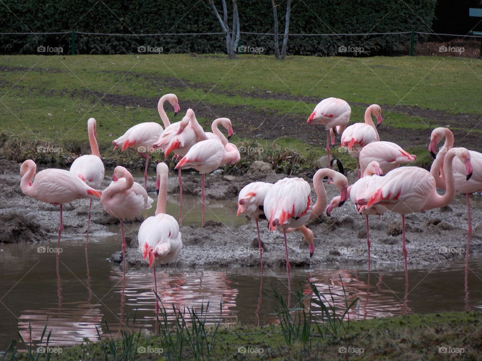 Flamingos. Pink day at the Tierpark