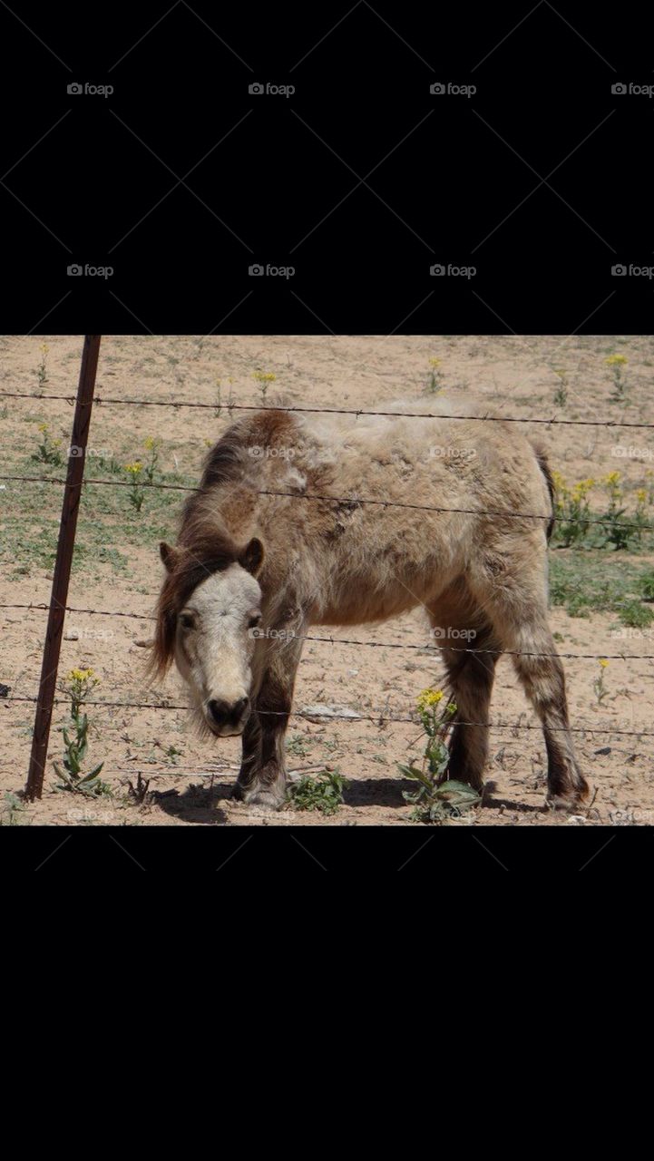 Miniature Horse