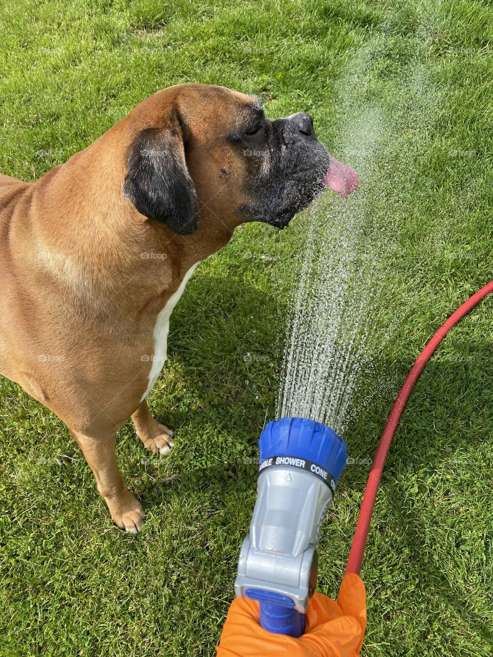 Boxer drinking from the water hose