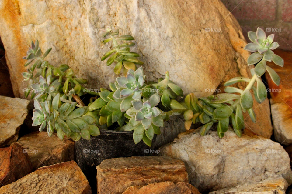 Succulent graptopetalum plant portrait in rock garden