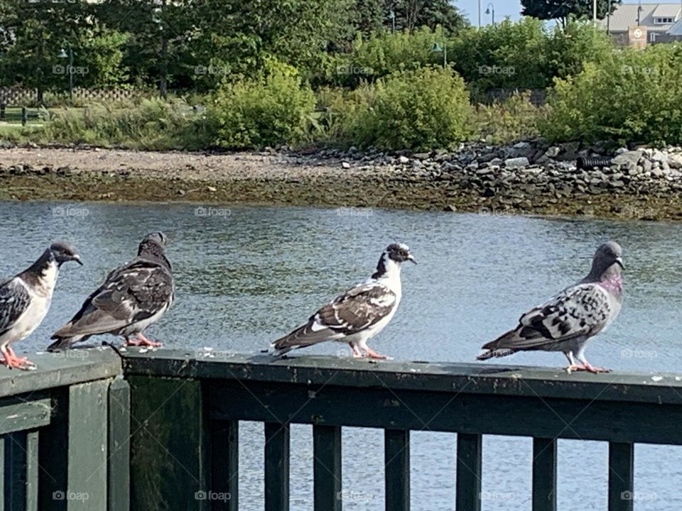 Pigeons on Rail