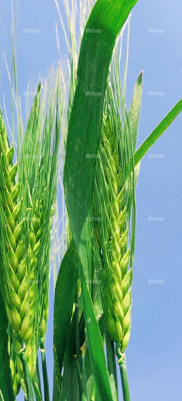 Wheat fields of Uttar Pradesh, a famous state of India, which are waving in the sky .