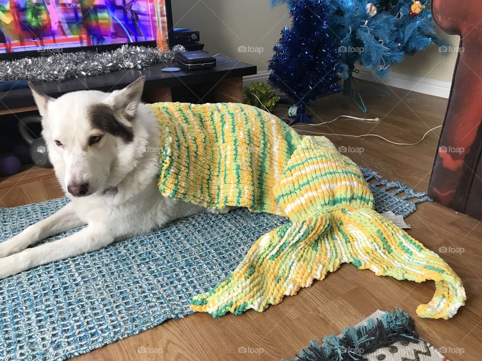Dog modeling mermaid snuggle sack. 