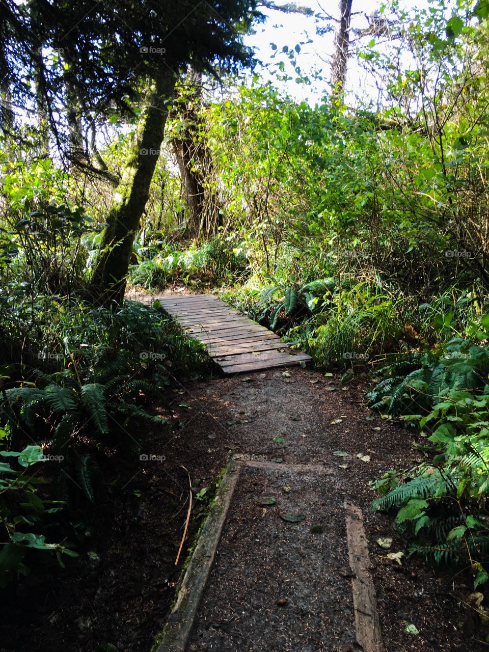 Stairway through the forest to the beach 