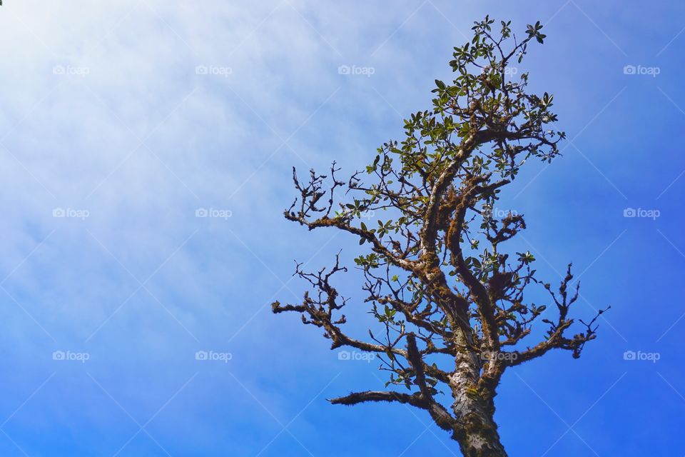 sky and tree