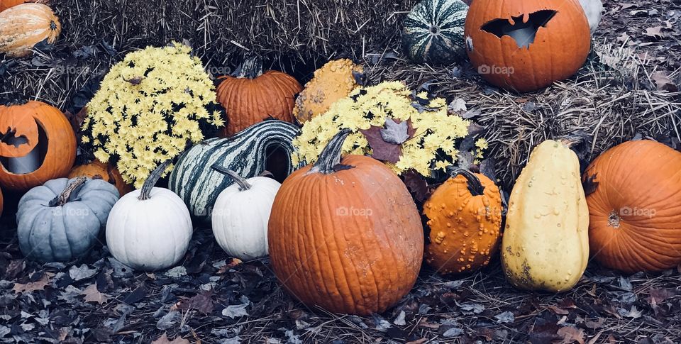 Autumn photo with pumpkins, white gourds, and chrysanthemums 