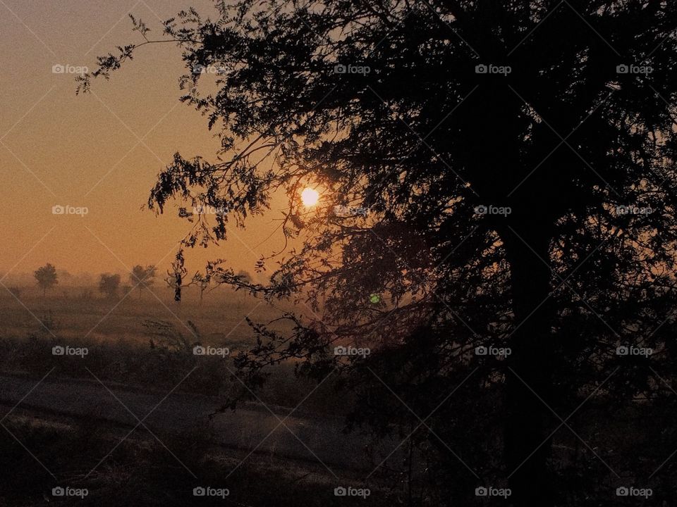 Sunrise in India behind a tree 