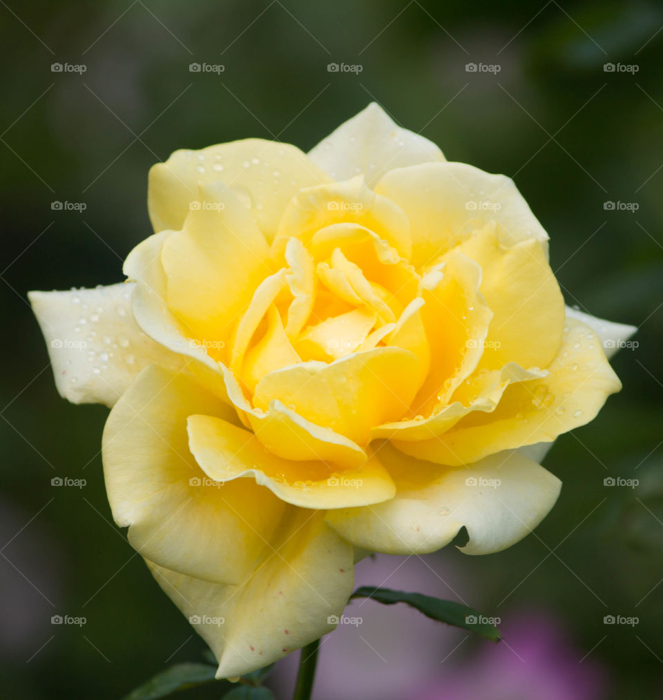 Flower, Rose, Nature, No Person, Romance