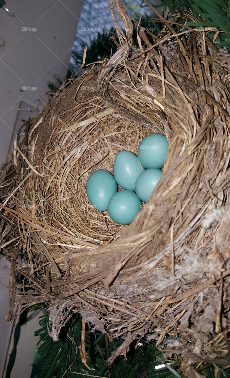 Robin eggs