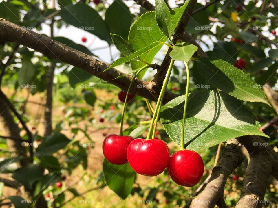 Close up of three cherries in the tree