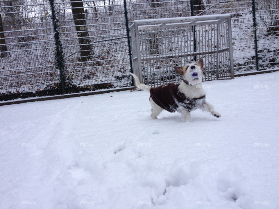 snow white dog fun by kattykatz