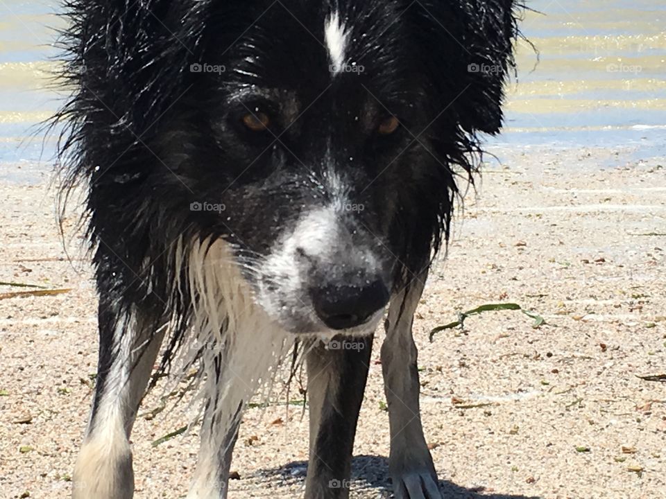 Closeup front view wet border collie sheepdog on beach