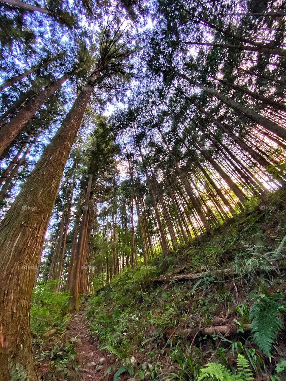 Trees with their long trunks and branches and leaves spiraling above with foliage surrounding the trail.