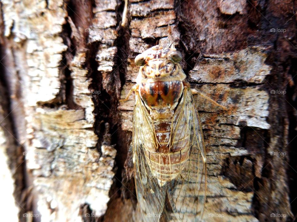 Turkish cicada