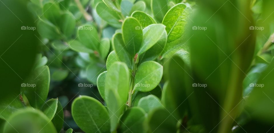 Una hermosa planta