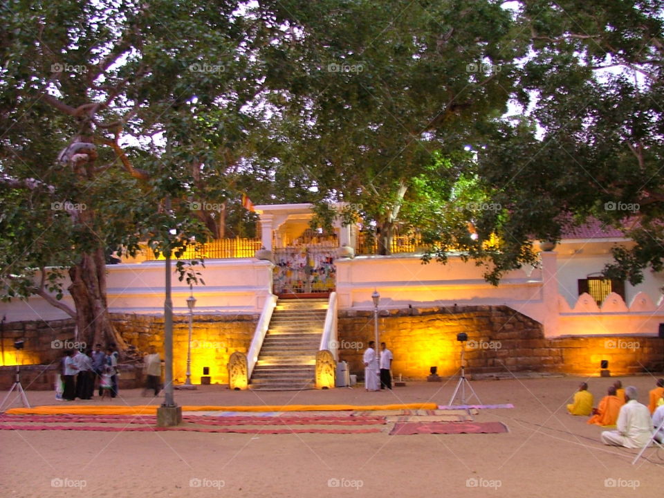 Sri Maha Bodhi