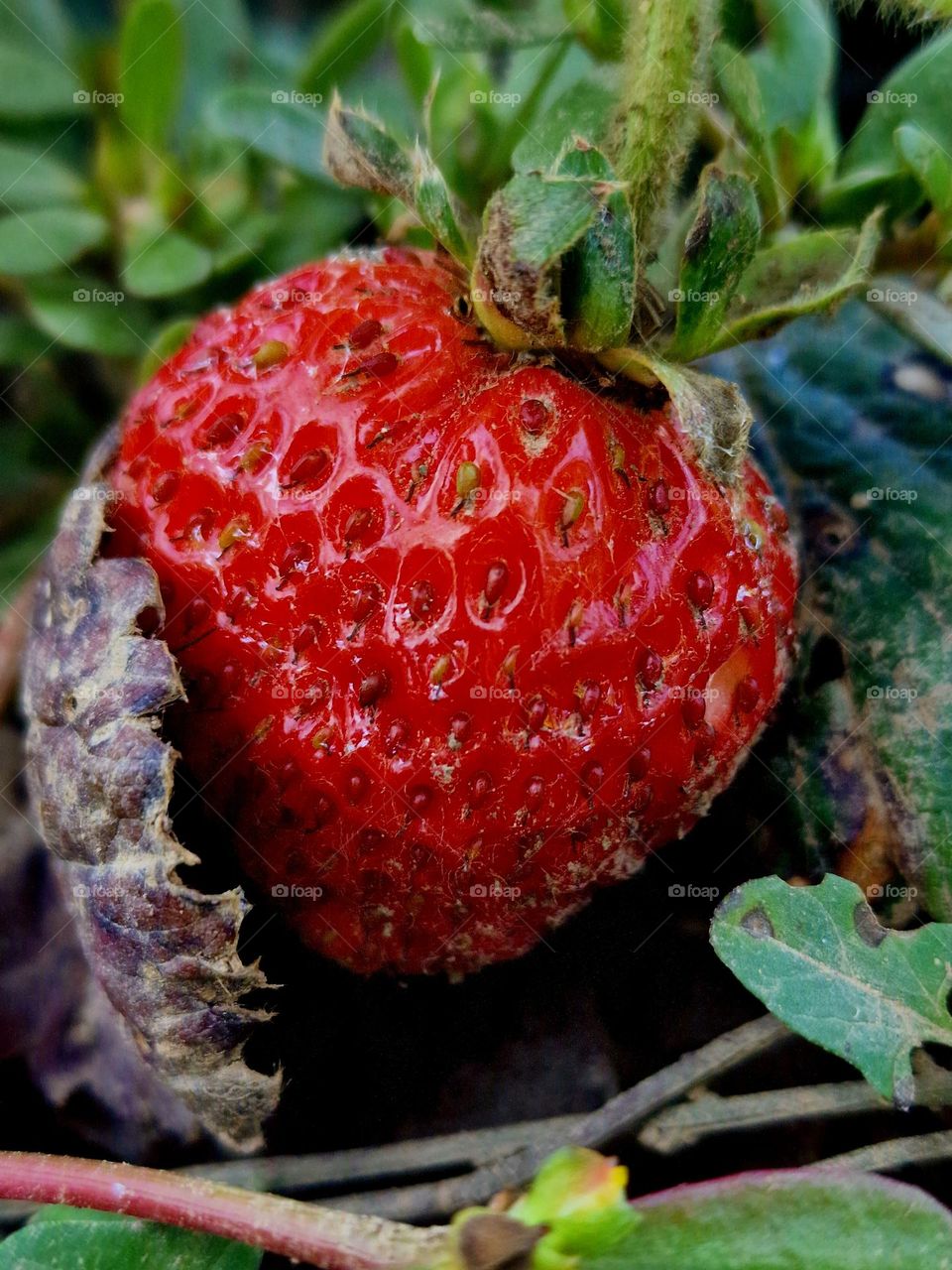 magenta strawberry