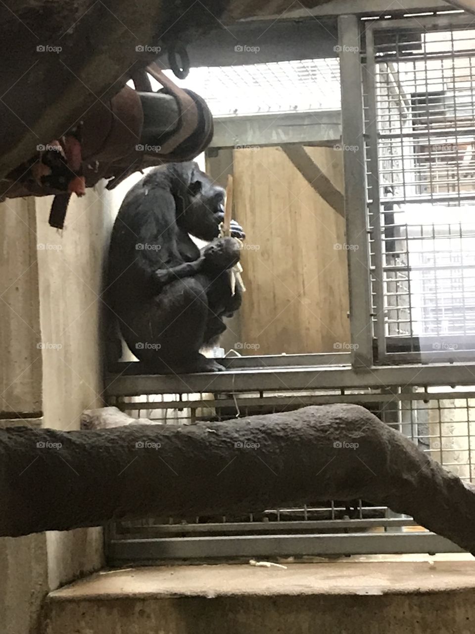 A day at the zoo - gorillas. As smelly as it is in the ape house, it is fun and this day, I really enjoyed watching this momma gorilla take care of her curious and sweet baby!