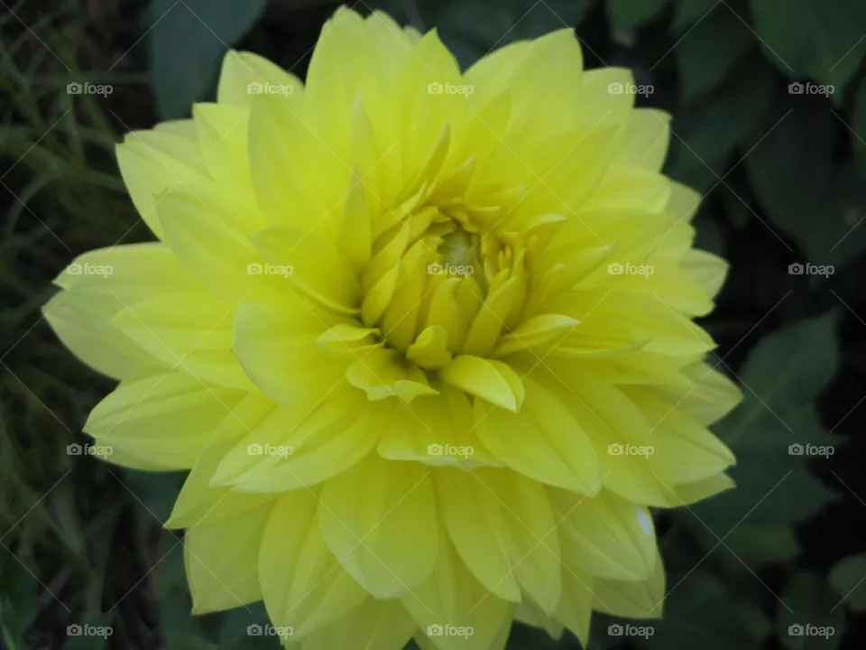 flower