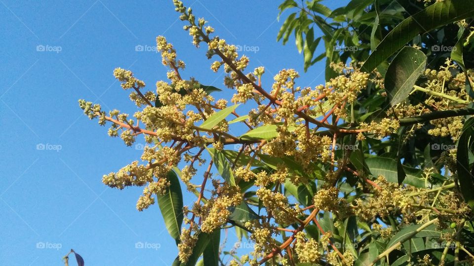 The mango's flowers that starts blooming in the beginning of March.