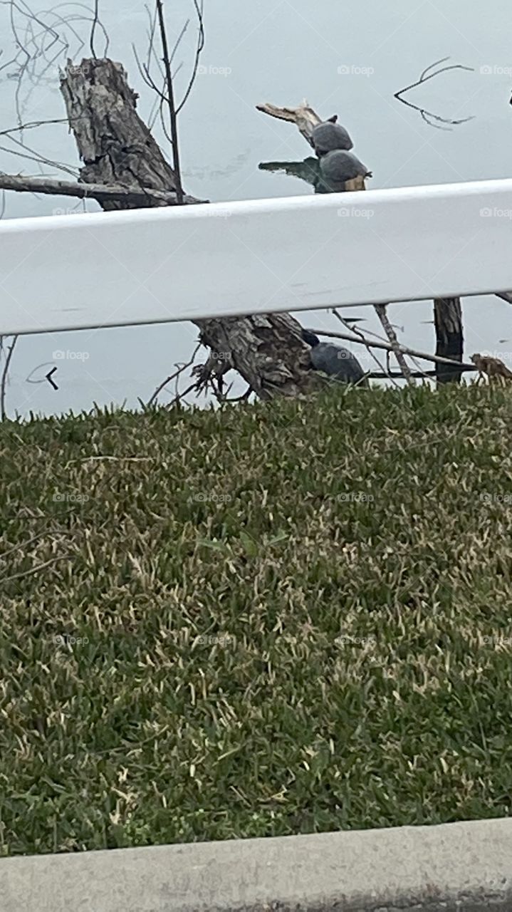 Turtles my Turtles hello boys and girls don’t jump yet. Give a shot or two