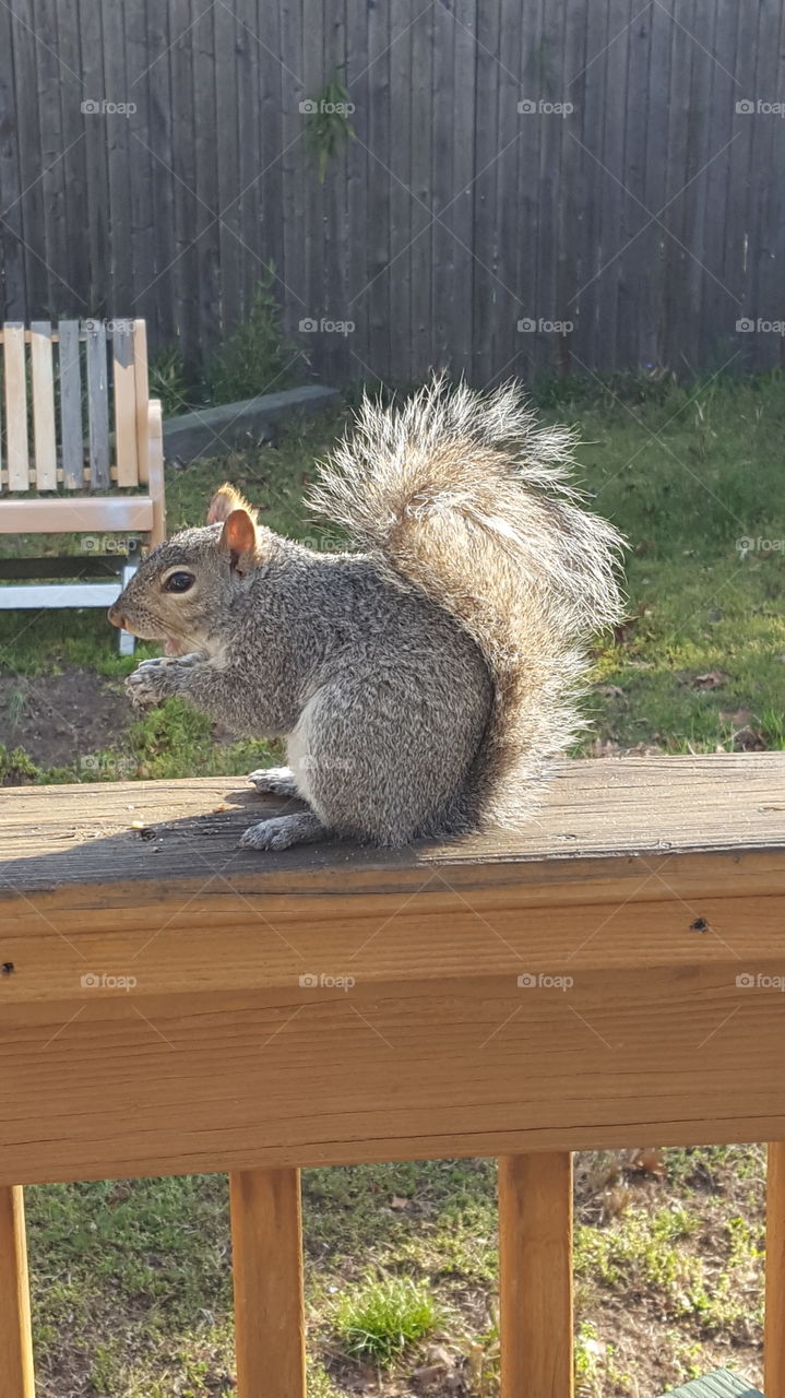 squirrel outside in the yard