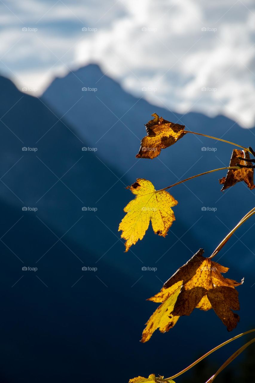 Autumn in the Mountains