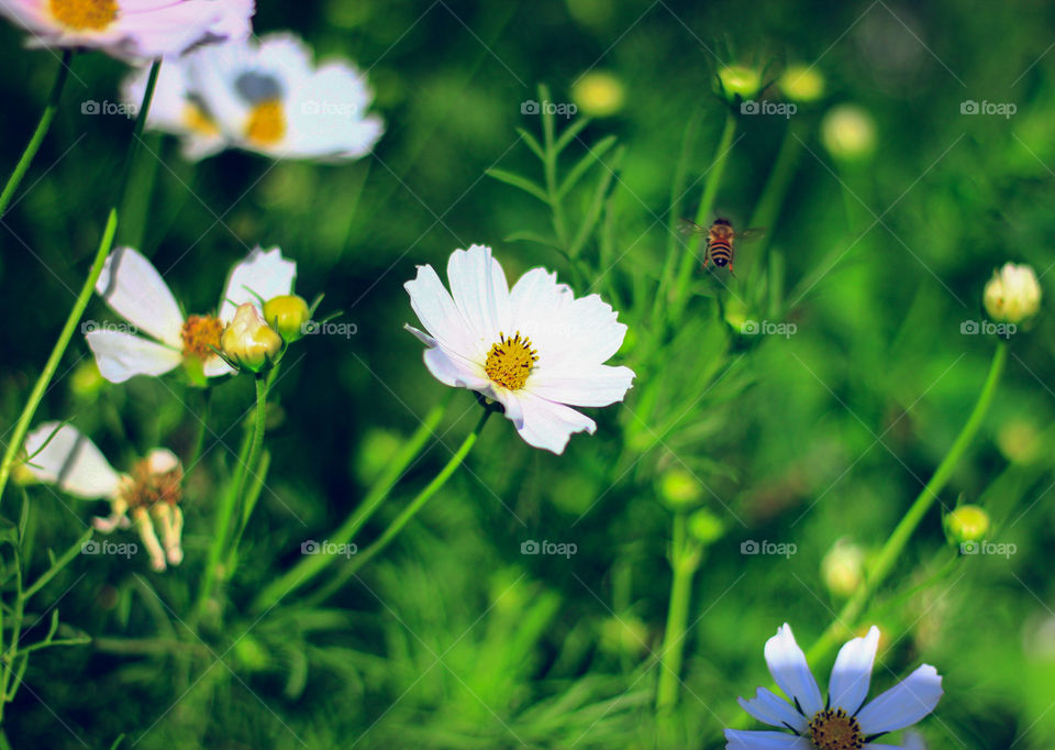 A bee flying by a white and yellow flower.