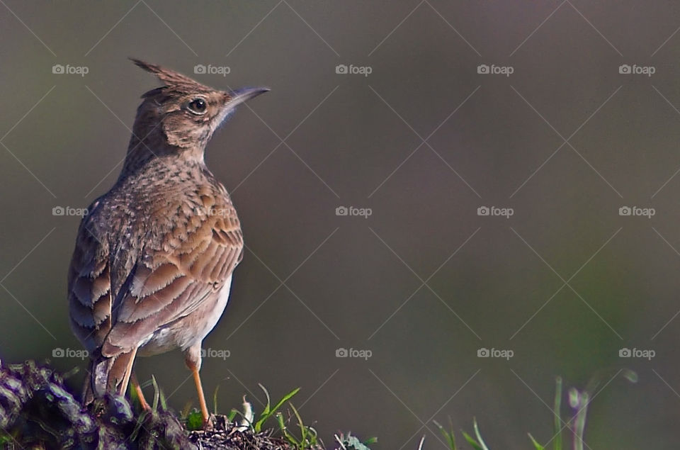 Crested lark