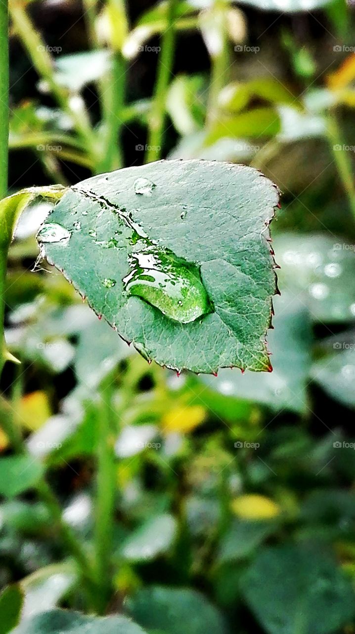 In the garden, after rain..