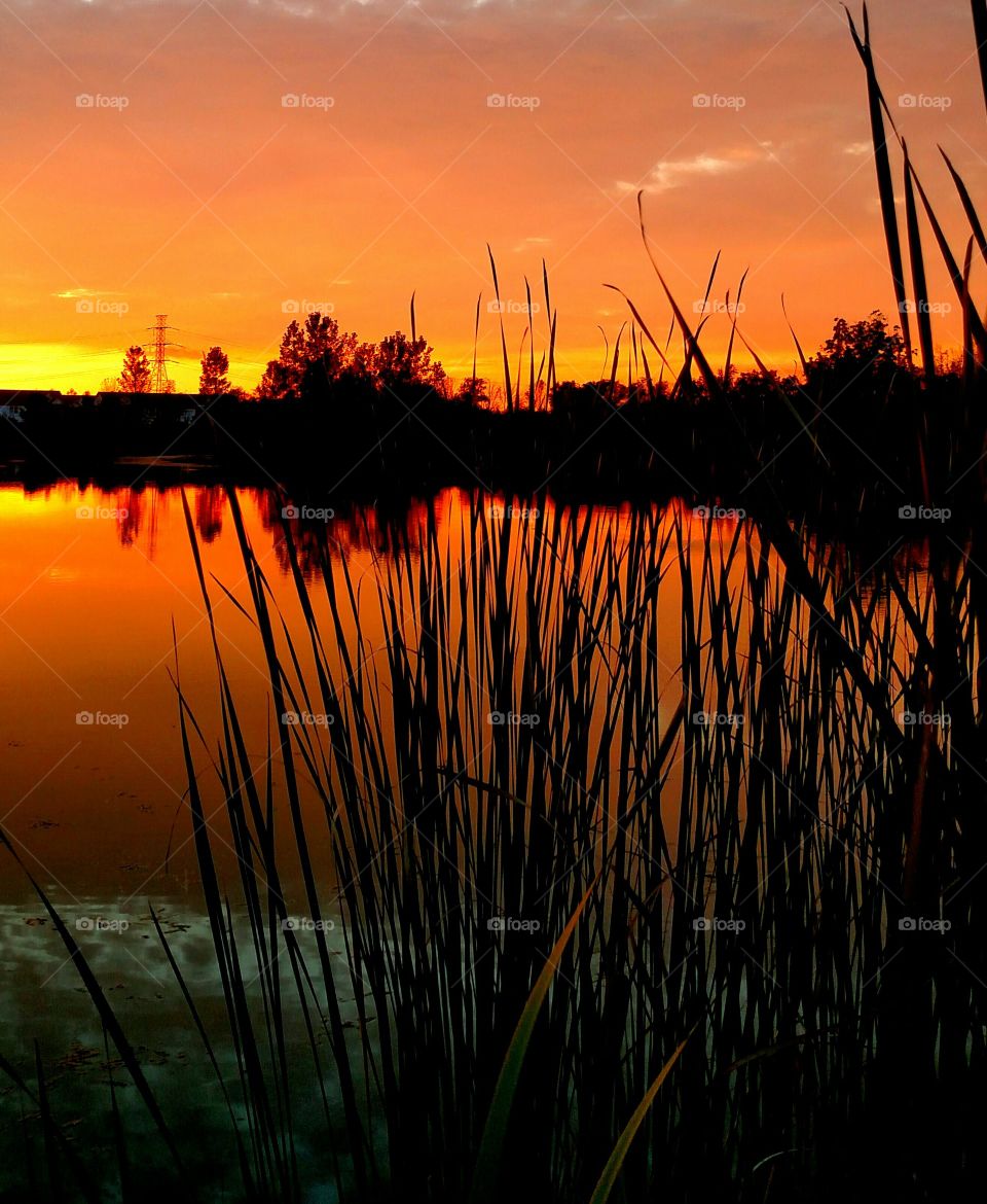 water sunset sunrise Cattails Lake silhouette