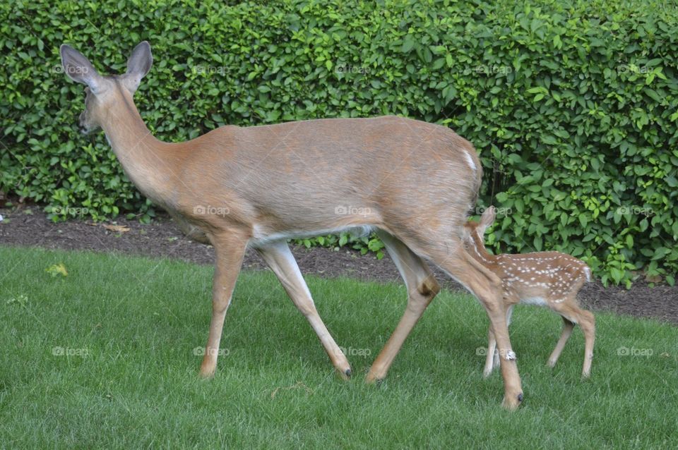 Doe and Fawn