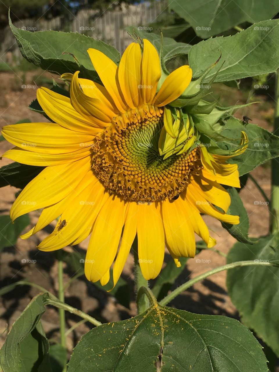 Sunflower partially open 