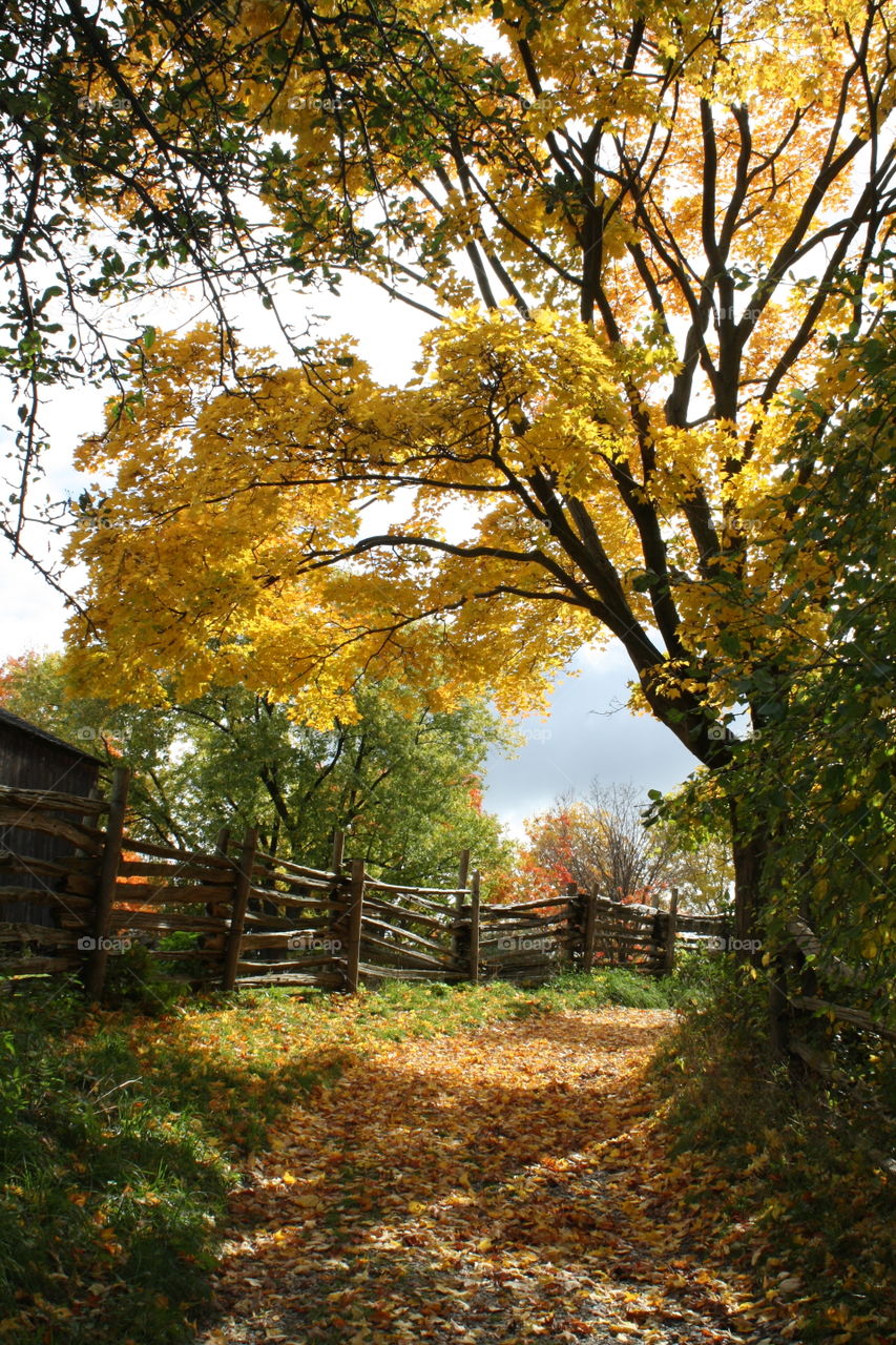 Golden autumn