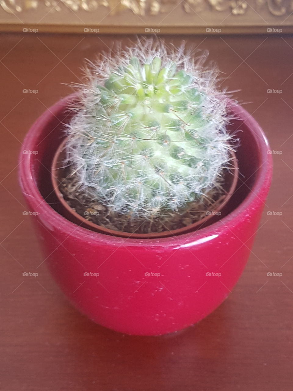 my cactus