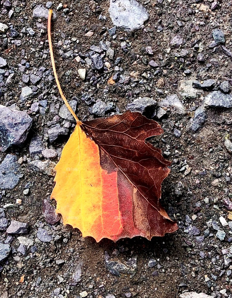 Multicoloured autumn leaf
