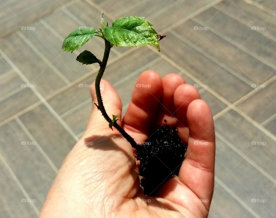 3 week old seedling in hand