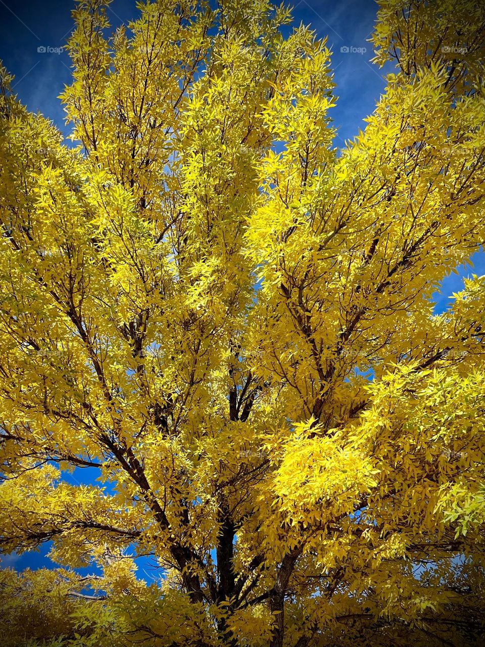 Fall wins. A tree covered with bright yellow leaves against the blue sky in Colorado 💛