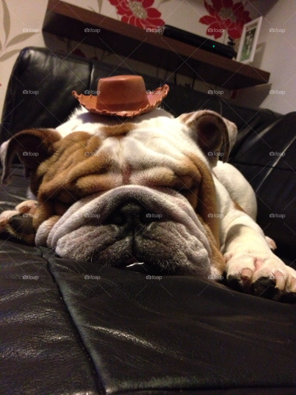 woody big dog leather sofa bulldog sleeping with hat by Britishbulldog_