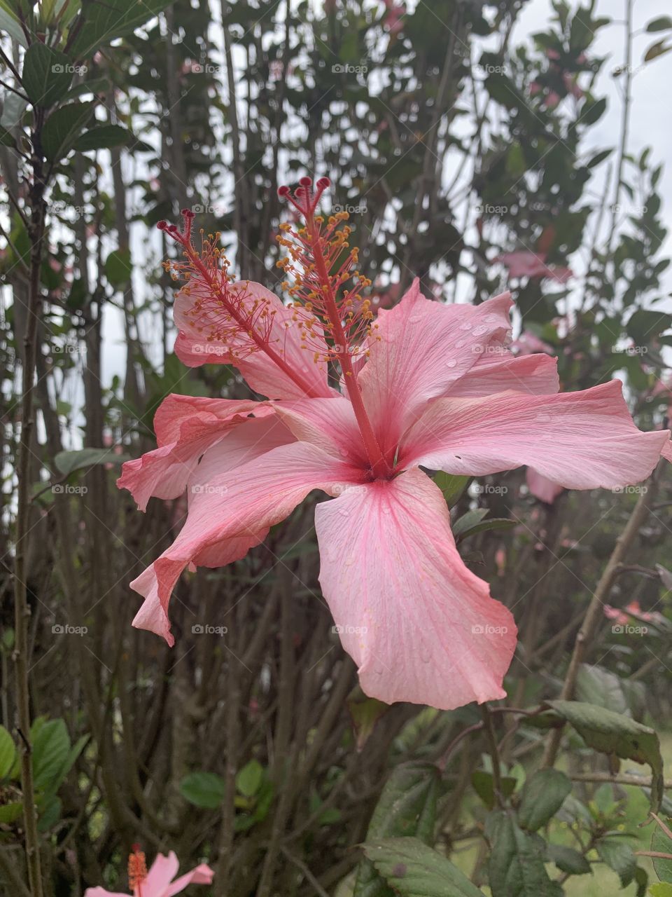 A beautiful hibiscus flower stands tall and proud. With its vibrant pink and red colors, it is one of the many reasons native Ecuadorian Highlanders love these flowers. 