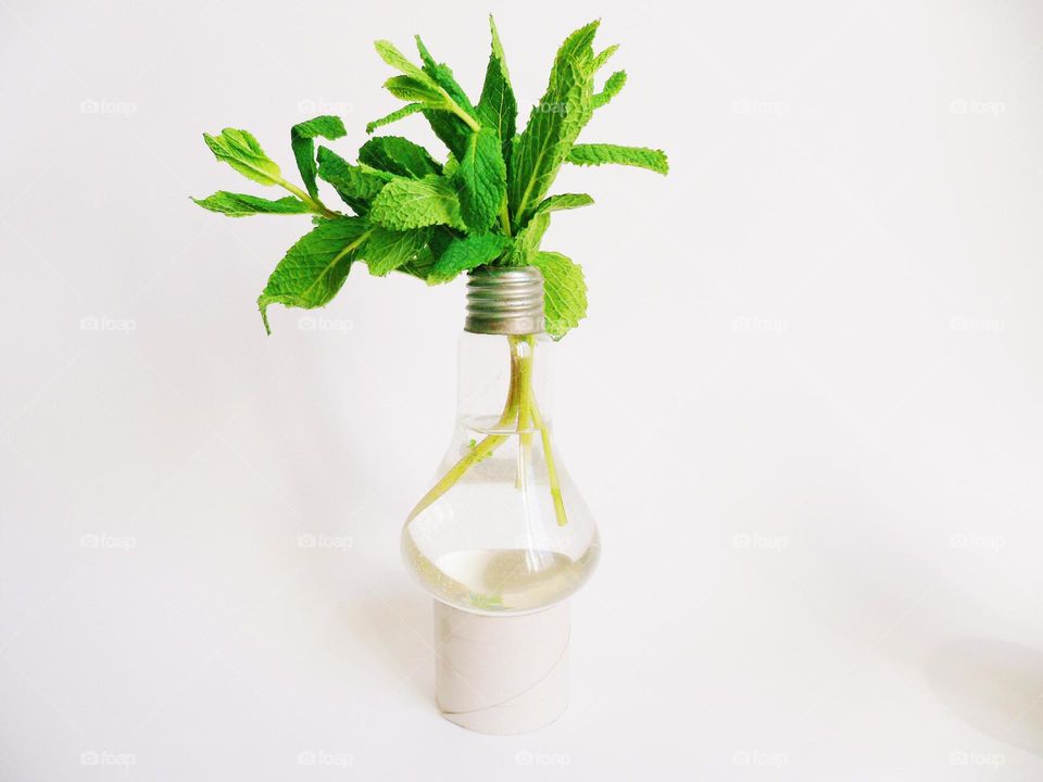 Green mint leaves in a vase from under a light bulb