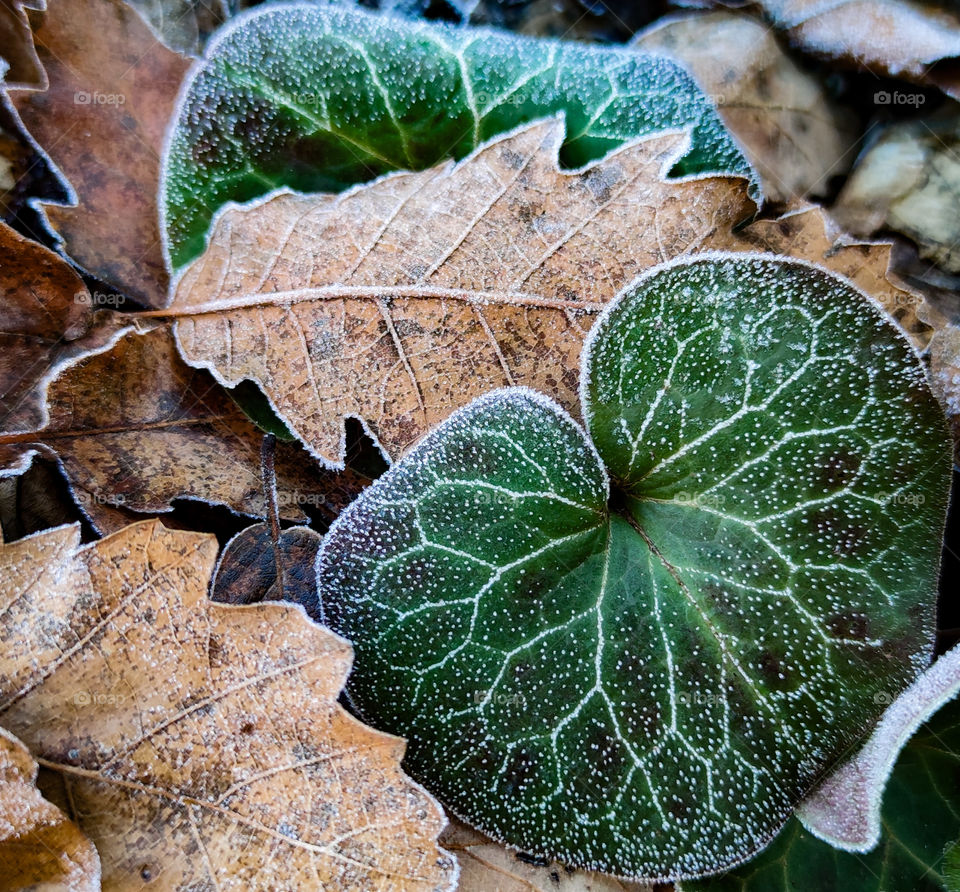 Frozen wild nature