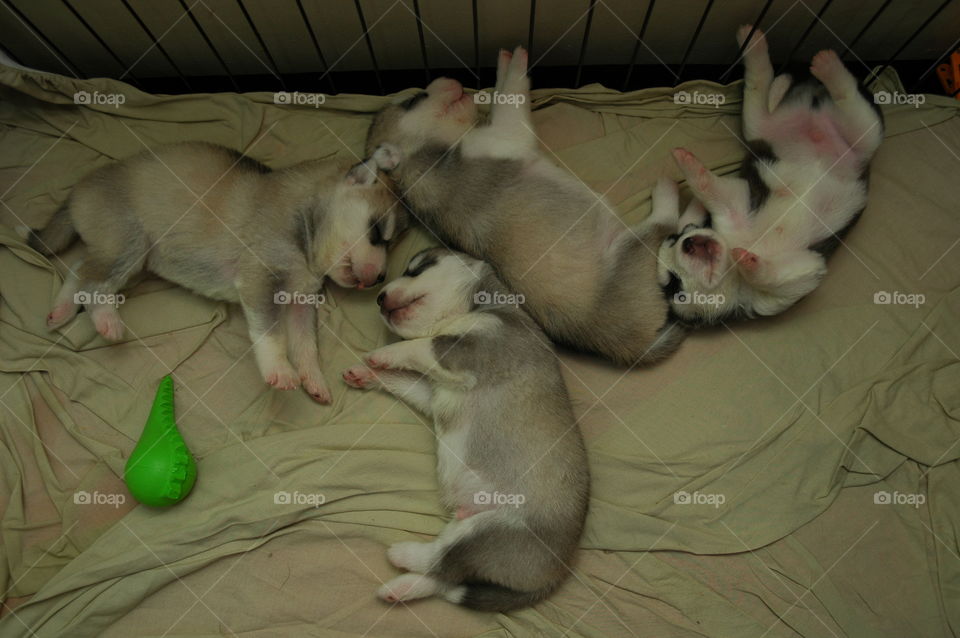 New born Siberian Husky puppies.