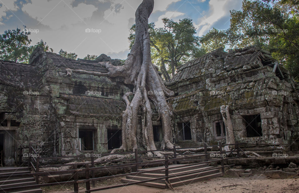 Tree at Ta Phrom