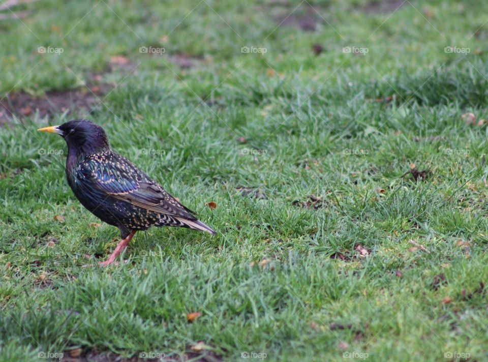 European starling standing on grass 